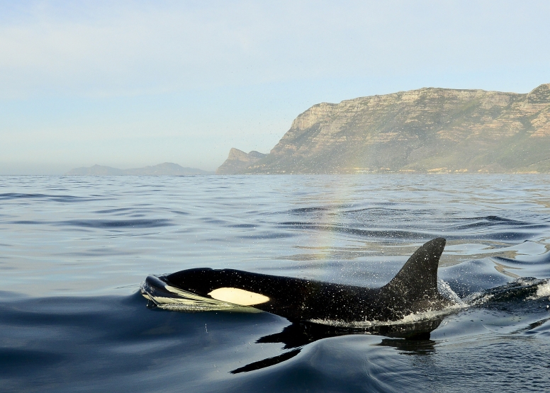 Cape Town Whale Watching Trip image 9
