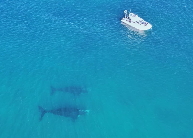 Shark Cage Diving Mossel Bay image 6