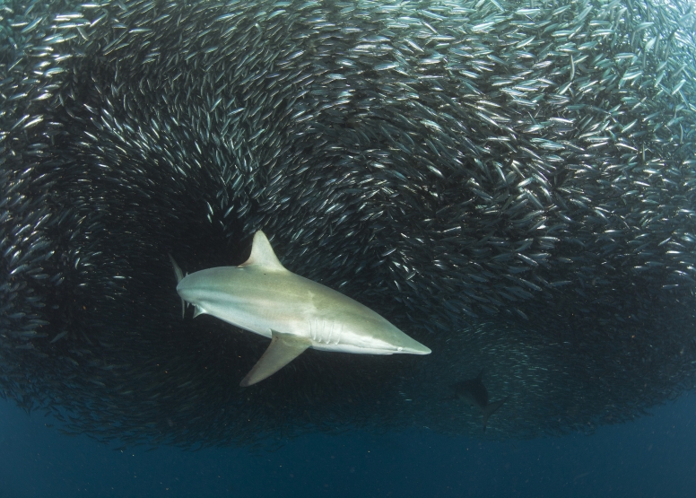 Shark Cage Diving Cape Town image 9