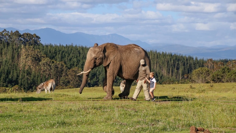 Afternoon Elephant Walk image 1