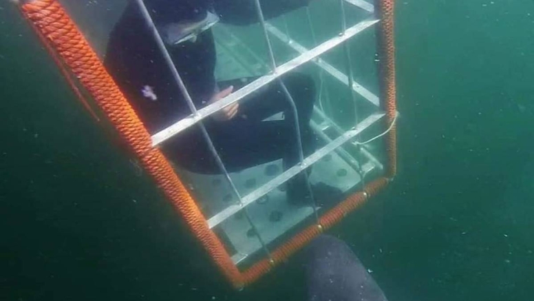 Cape Town Shark Cage Diving image 5