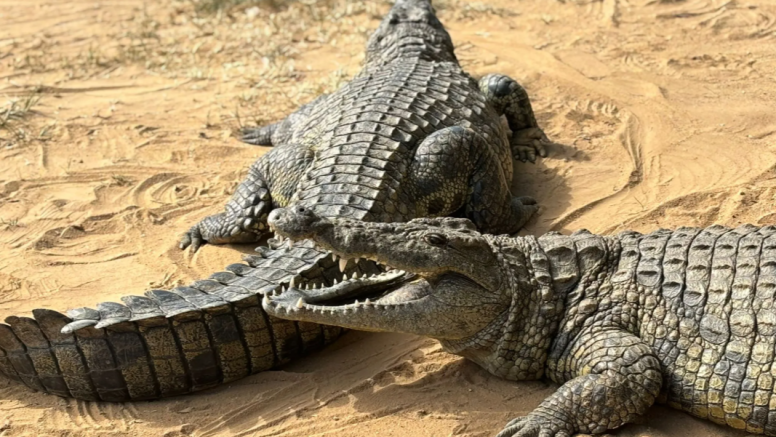 1 Hour Guided Crocodile Tour image 8