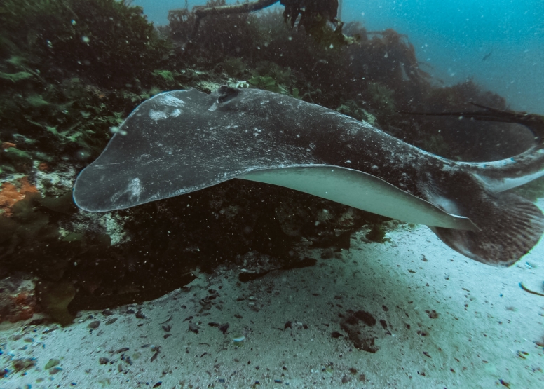 Great African Sea Forest Single Scuba Dive Shore Entry image 3