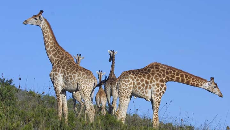 Guided Game Drives image 6