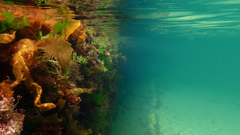 Snorkel Cape Town's Stunning Tidal Pools image 6