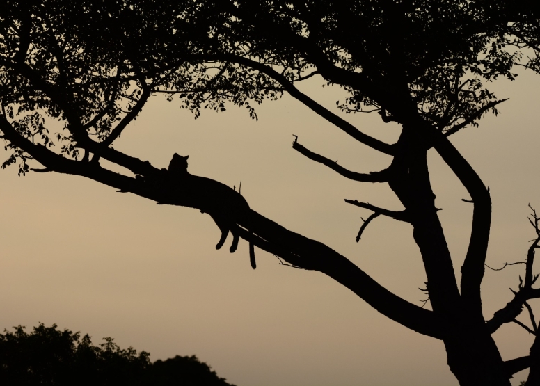 Exclusive Kruger National Park Full Day Safari with Brunch image 23