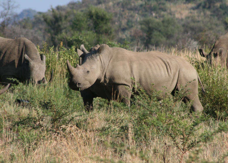 5 Day Discover The Kruger Park image 9