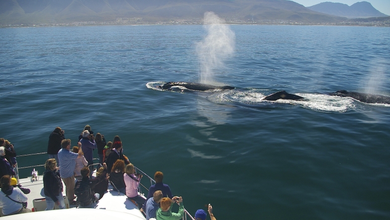 Hermanus Whale Watching with Southern Right Charters image 3