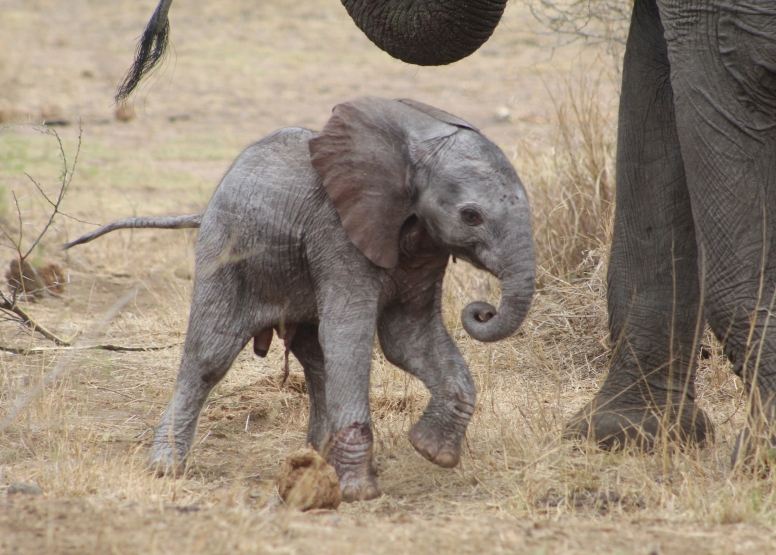 Exclusive Kruger National Park Full Day Safari with Brunch image 1