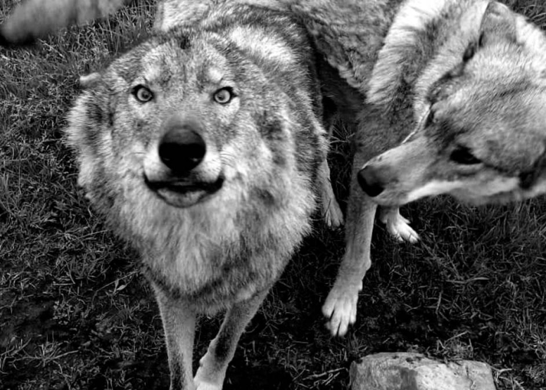 Tsitsikamma Wolf Sanctuary image 8