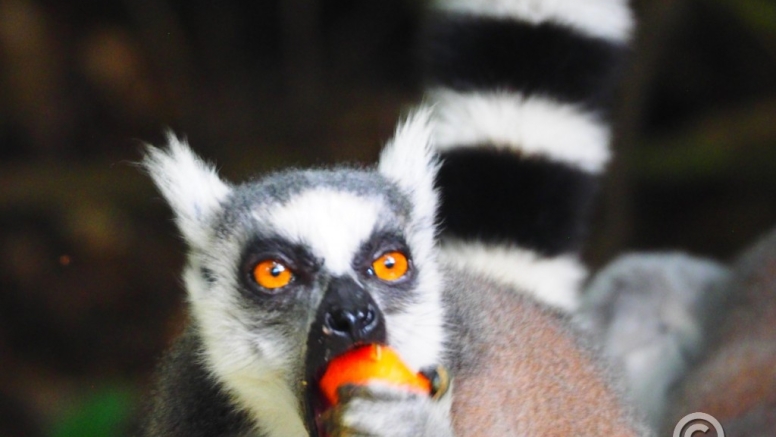 The Hidden Forest Wildlife Sanctuary image 10