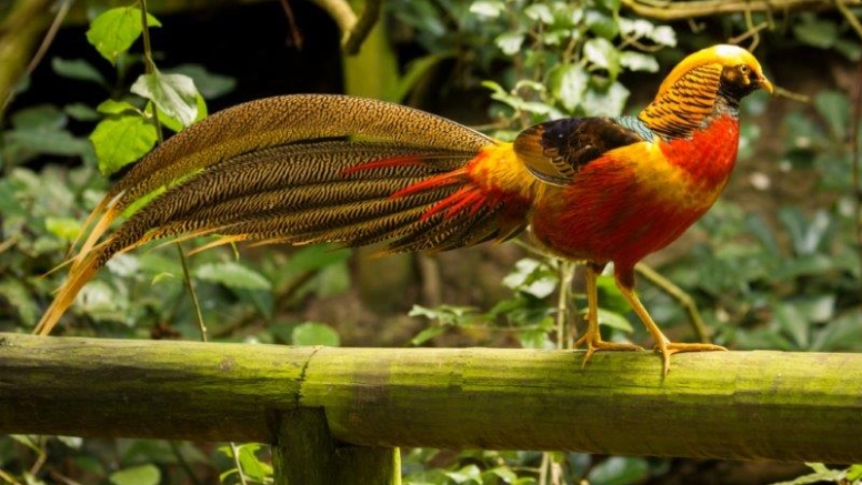 Birds of Eden and Jukani Wildlife Sanctuary image 8