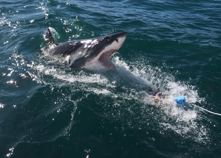 Shark Cage Diving Mossel Bay image 1