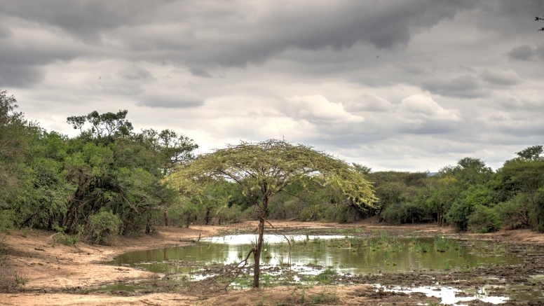 uMkhuze Game Drive - Full day with lunch image 1