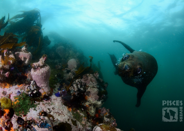 Seal and Kelp Forest Scuba Dive Package Cape Town image 7