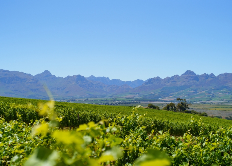 Stellenbosch Winelands Luxury EBike Cycle Tour image 1