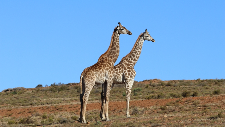 GAME DRIVE SUNRISE / SUNDOWNER image 7