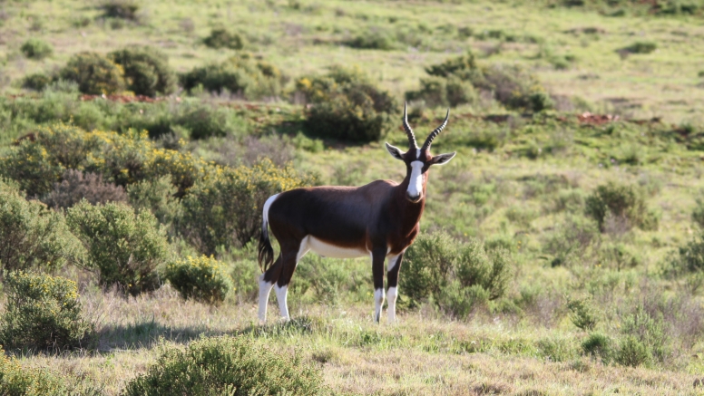 GAME DRIVE SUNRISE / SUNDOWNER image 8