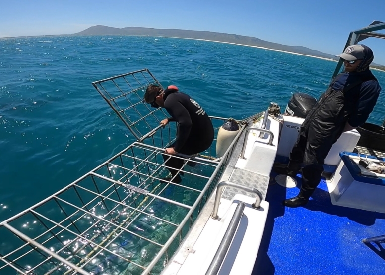 Shark Cage Diving in Gansbaai with White Shark Diving Company image 3
