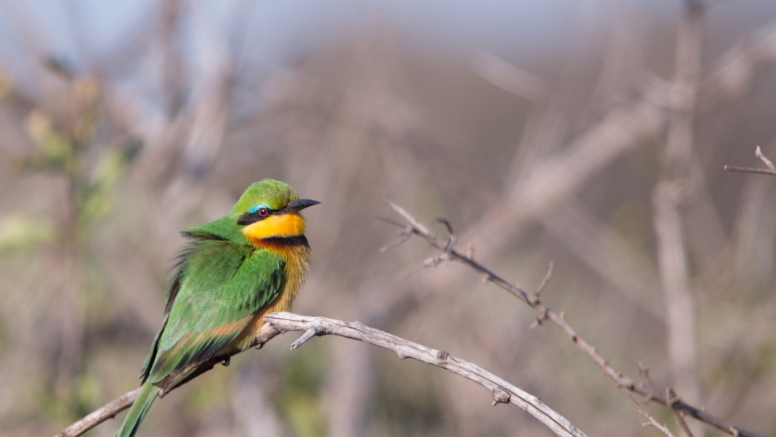 Manyoni Birding Safari (3-4 hrs) image 1