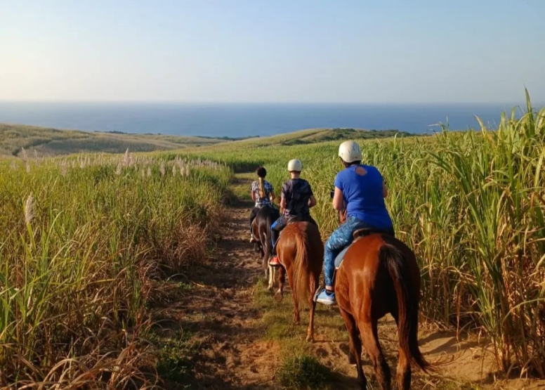 30 Minute Beach Horse Ride Ballito image 6