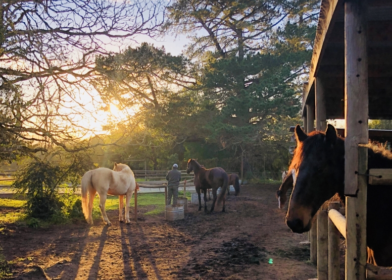 1 Hour Mountain and forest horse ride Kurland Park image 4