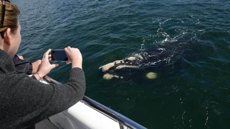 Cape Town Whale Watching Trip image 12