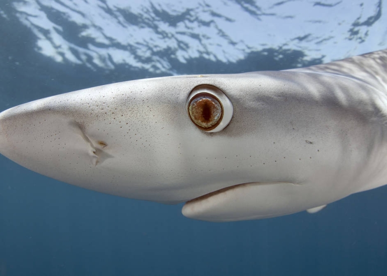 Shark Cage Diving Cape Town image 10