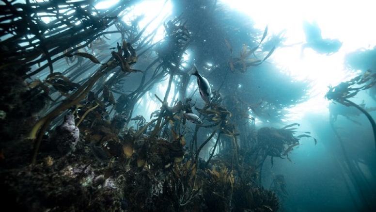 Great African Sea Forest Single Scuba Dive Shore Entry image 1