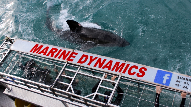 Shark Cage Diving Gansbaai image 3