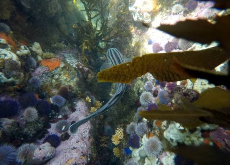 Great African Sea Forest Single Scuba Dive Shore Entry image 7