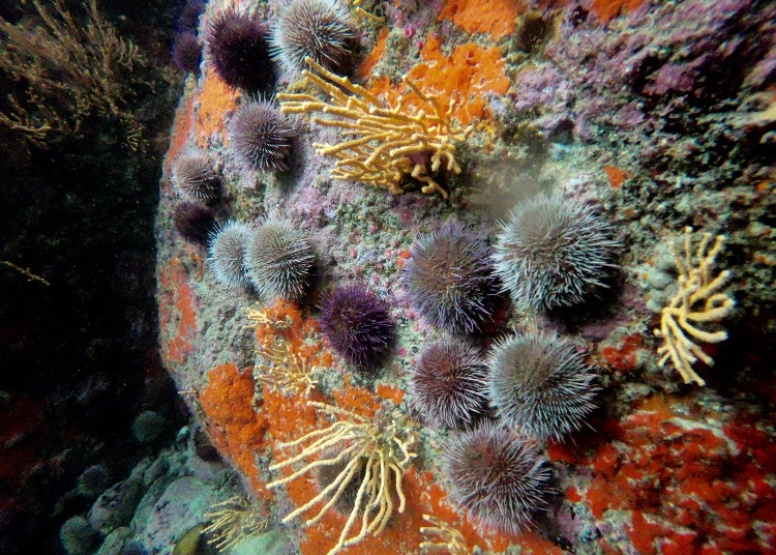 Great African Sea Forest Single Scuba Dive Boat Entry image 12