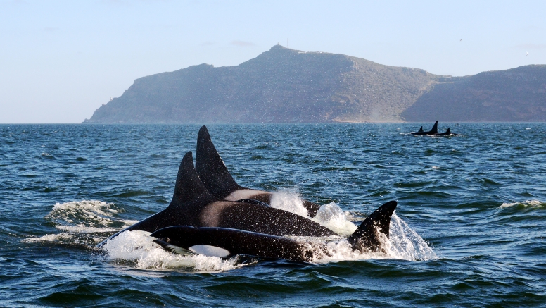 Cape Town Whale Watching Trip image 3