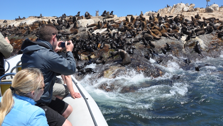 Seal Island Cruise image 4