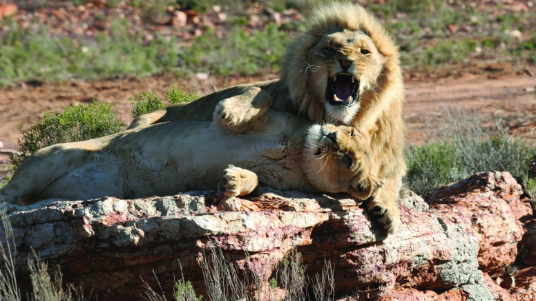 Horseback Safari (Including Transfer) image 10