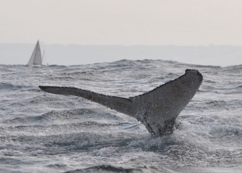 Durban Whale and Dolphin Watching image 1 Durban Whale and Dolphin Watching image 1