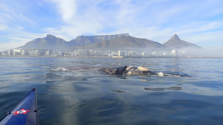 Guided Kayak Adventure image 4