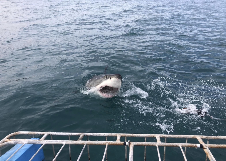 Shark Cage Diving Mossel Bay image 7