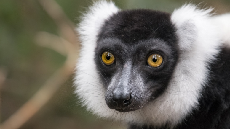 Monkeyland and Birds of Eden image 1