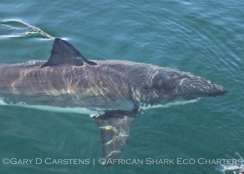 AM Shark Trip Simons Town image 2