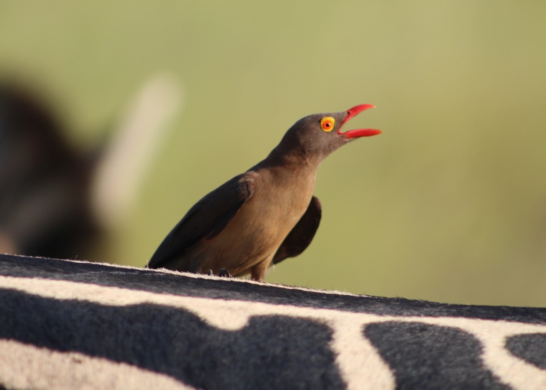 Exclusive Kruger National Park Full Day Safari with Brunch image 16