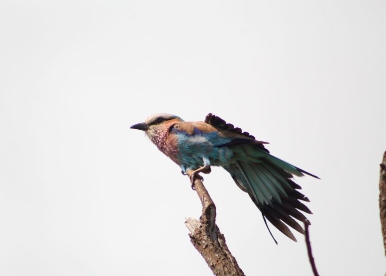 Exclusive Kruger National Park Full Day Safari with Brunch image 20
