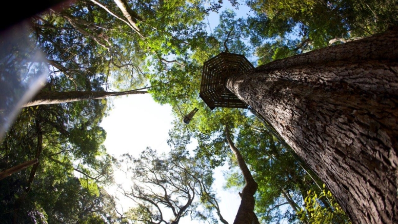 Tsitsikamma Canopy Tours image 3