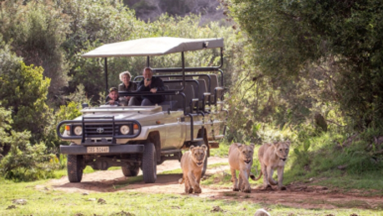 Sundowner Guided Game Drives image 1