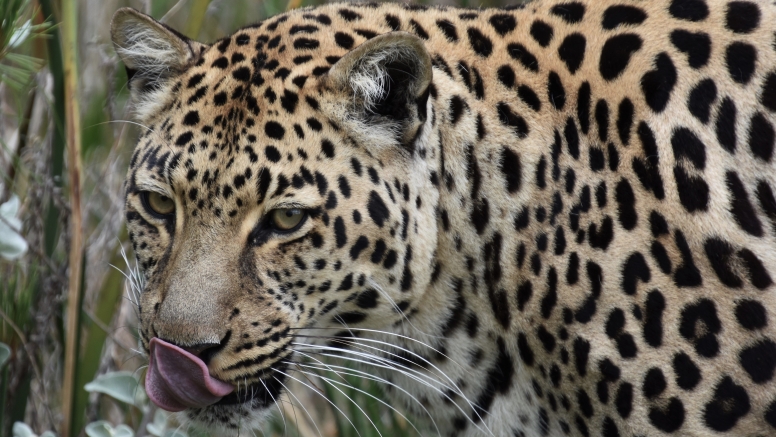 Wild Cat Experience image 7