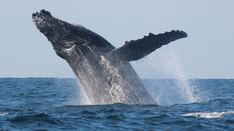 Durban Whale and Dolphin Watching image 2 Durban Whale and Dolphin Watching image 2
