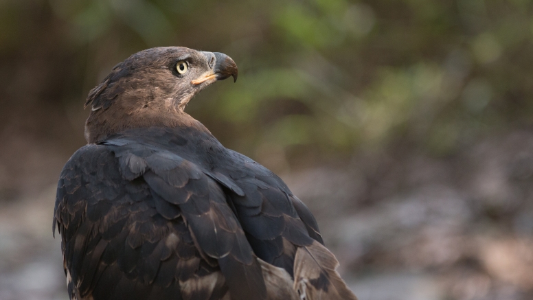 Manyoni Birding Safari (3-4 hrs) image 2