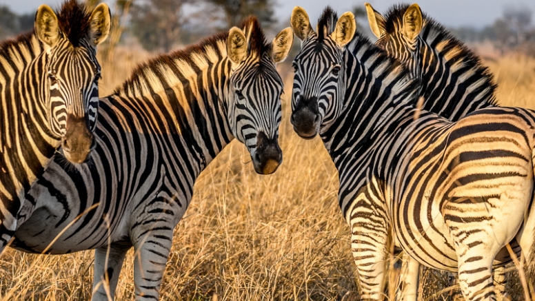Full Day Kruger Safari image 4