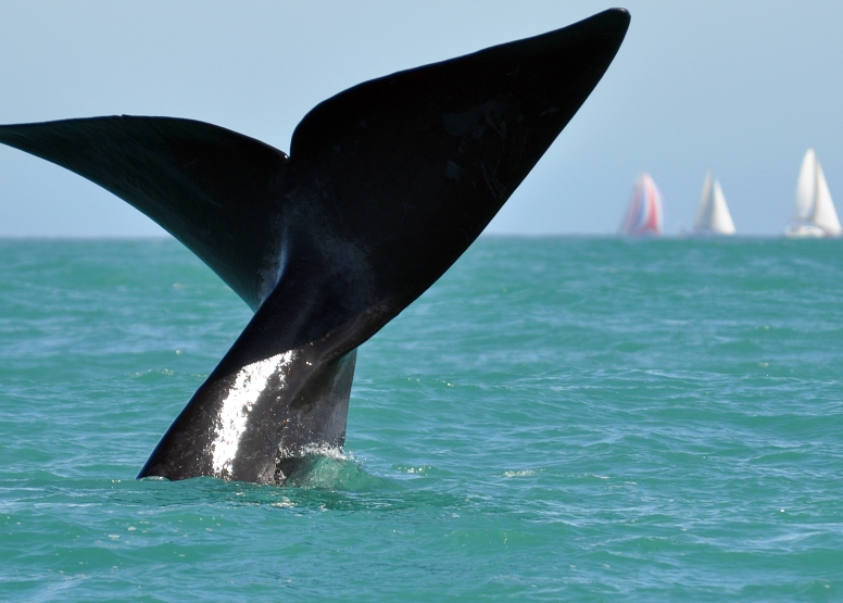 Cape Town Whale Watching Trip image 6