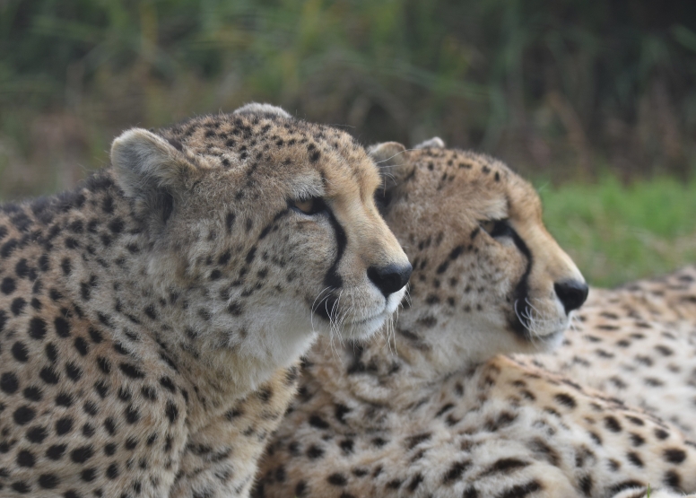 Wild Cat Experience image 9